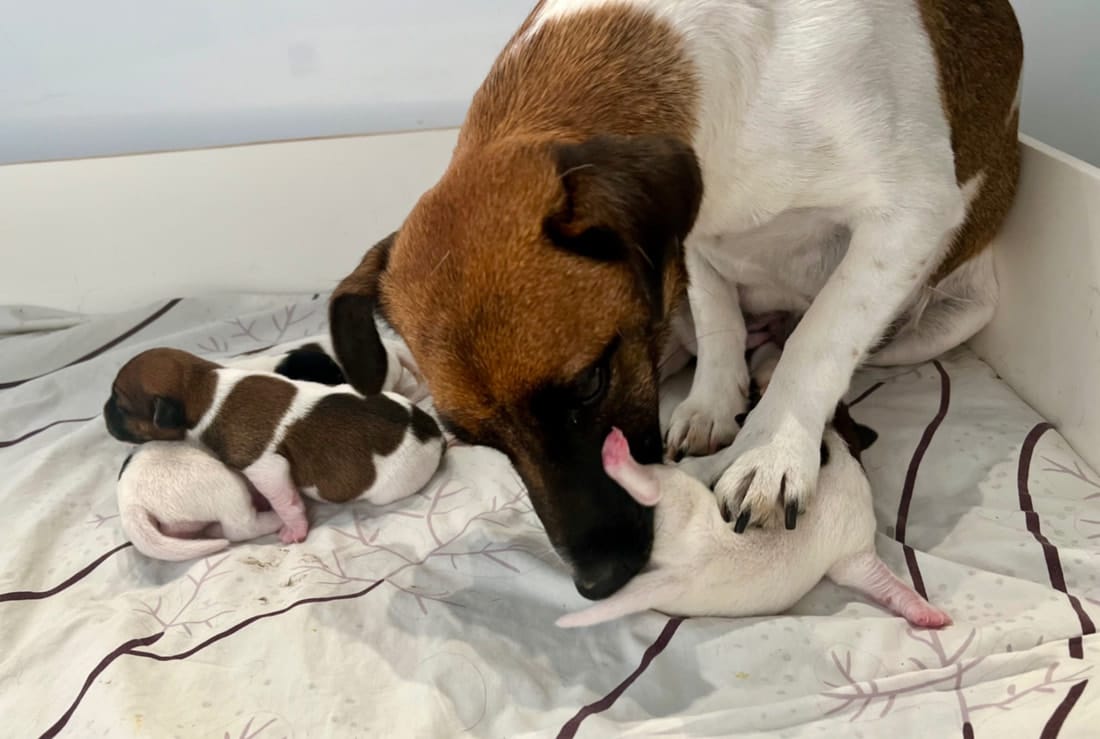 chiot jack russell sociabilisé sociabilisation socialisation élevage familial