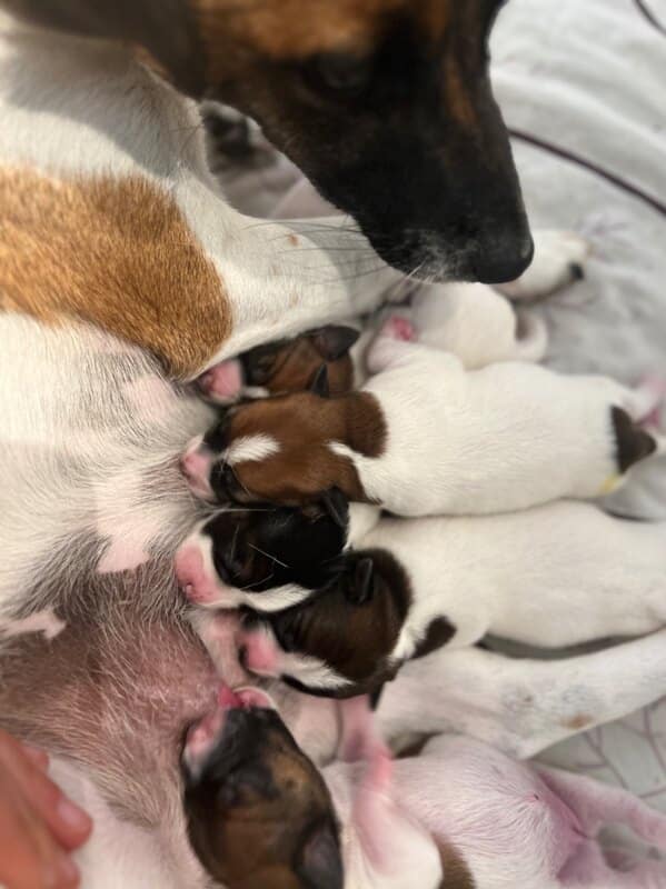 chiot jack russell sociabilisé sociabilisation socialisation élevage familial