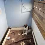 chiot jack russell sociabilisé sociabilisation socialisation élevage familial