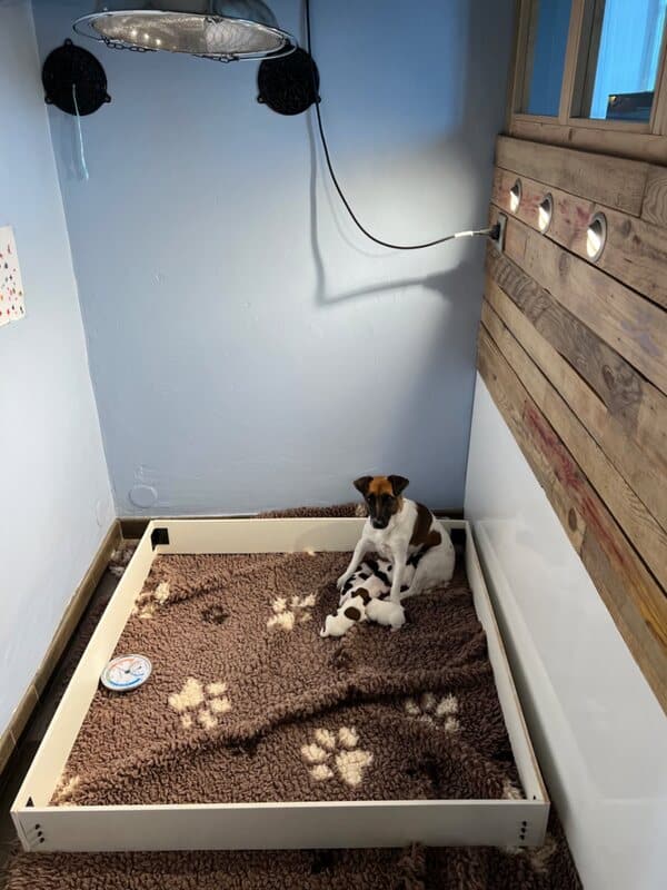 chiot jack russell sociabilisé sociabilisation socialisation élevage familial