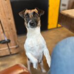 chiot jack russell sociabilisé sociabilisation socialisation élevage familial
