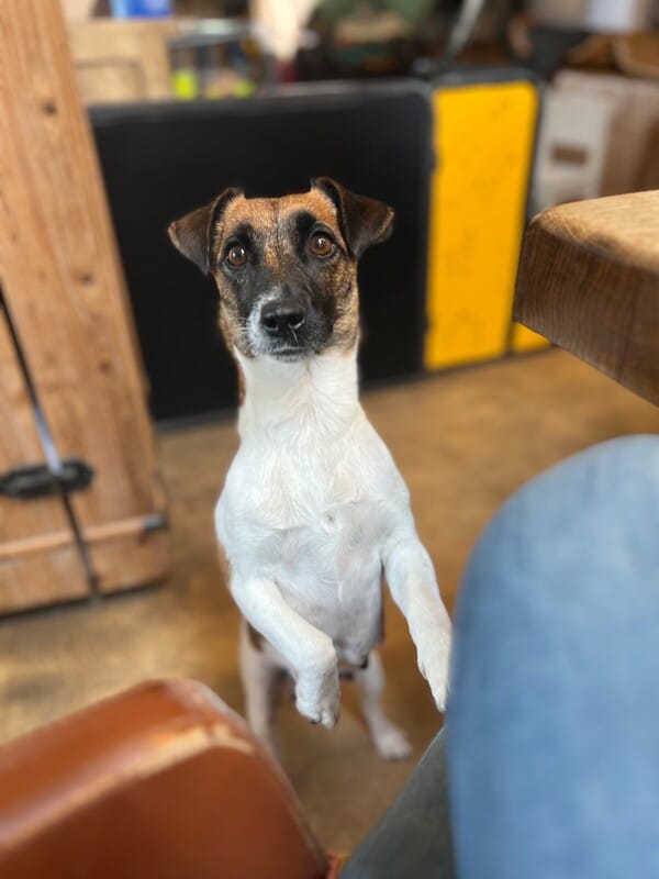 chiot jack russell sociabilisé sociabilisation socialisation élevage familial