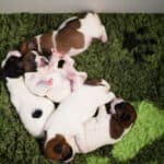 chiot jack russell sociabilisé sociabilisation socialisation élevage familial