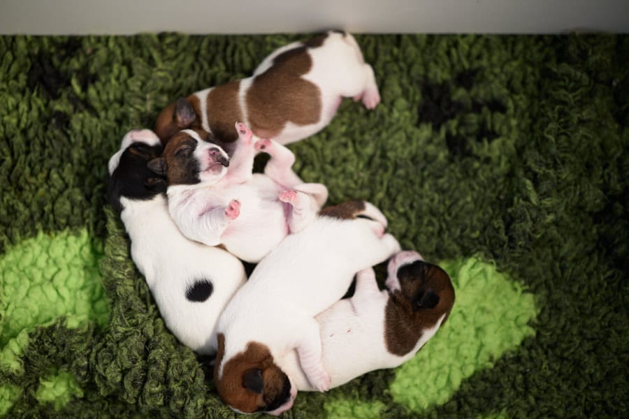 chiot jack russell sociabilisé sociabilisation socialisation élevage familial