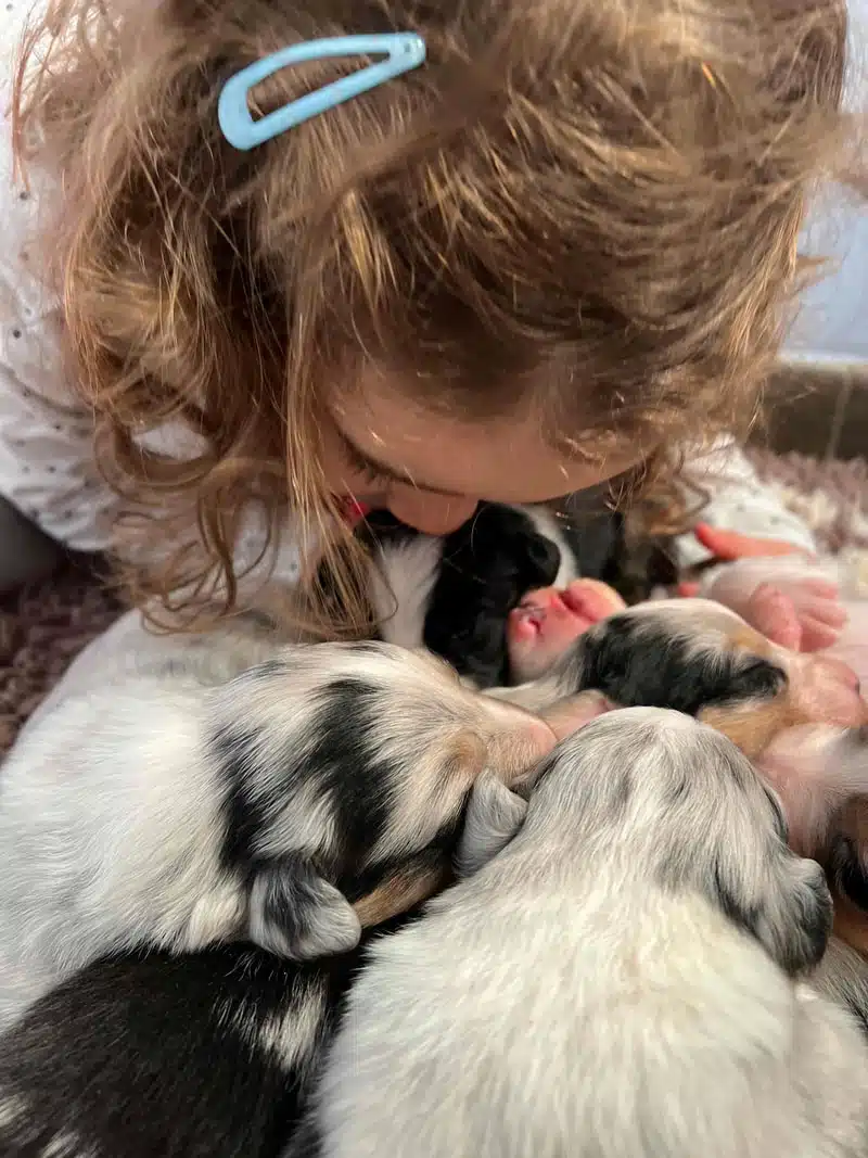 enfant et chiot berger australien
