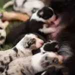 elevage berger australien australien éveil chiot programme socialisation
