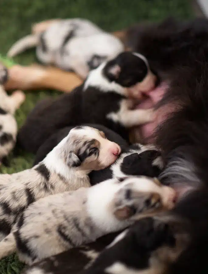 elevage berger australien australien éveil chiot programme socialisation