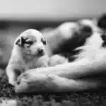 elevage berger australien australien éveil chiot programme socialisation