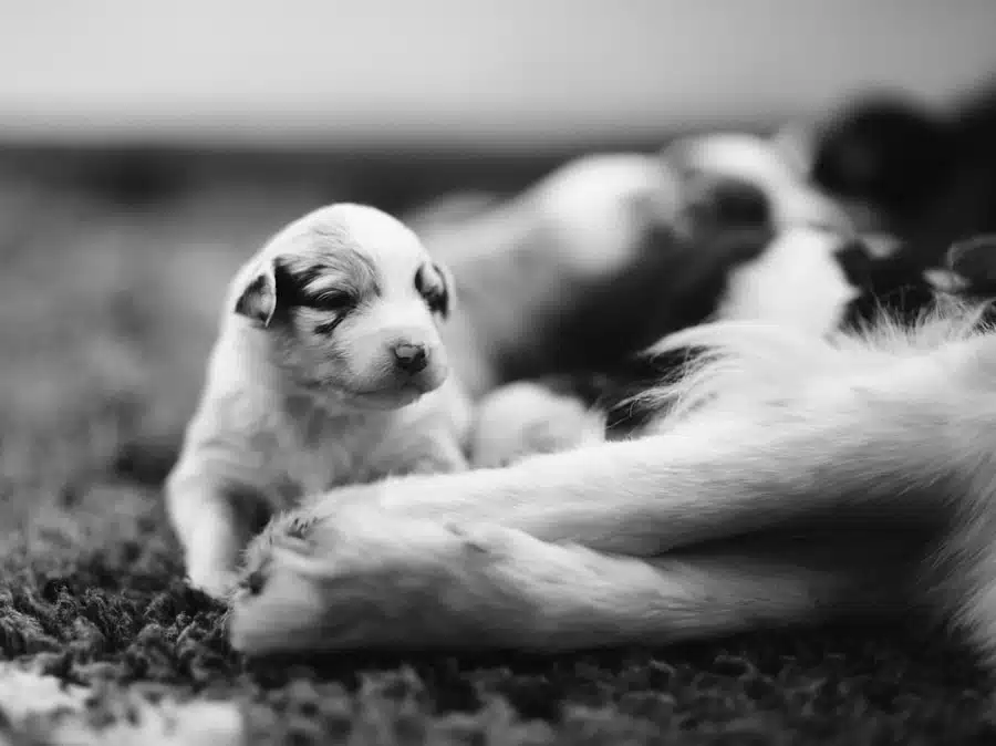 elevage berger australien australien éveil chiot programme socialisation