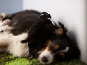 elevage berger australien australien éveil chiot programme socialisation