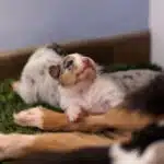 elevage berger australien australien éveil chiot programme socialisation
