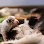 elevage berger australien australien éveil chiot programme socialisation