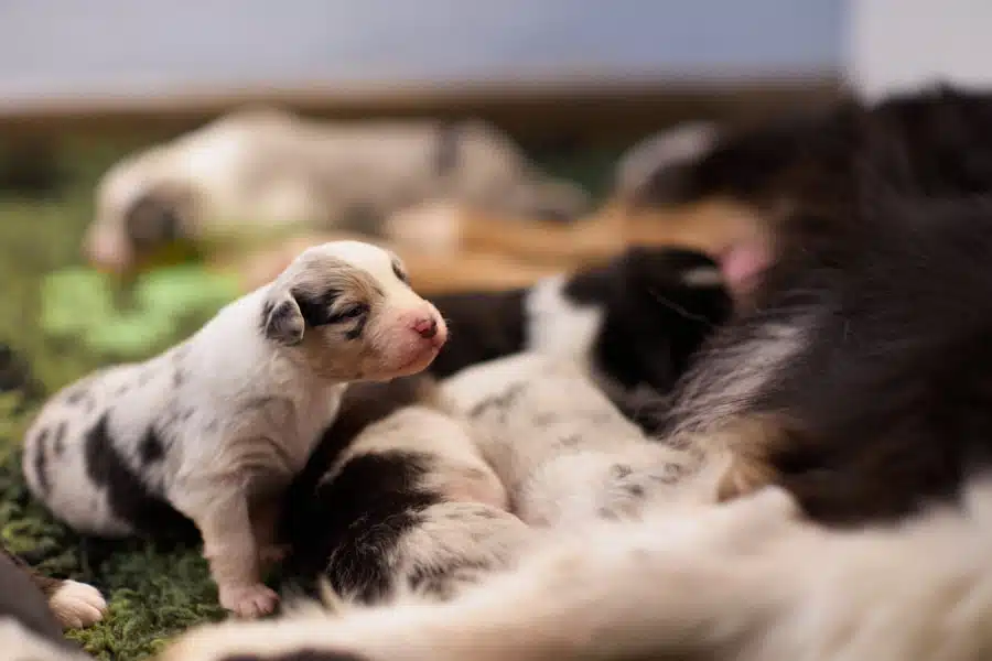 elevage berger australien australien éveil chiot programme socialisation