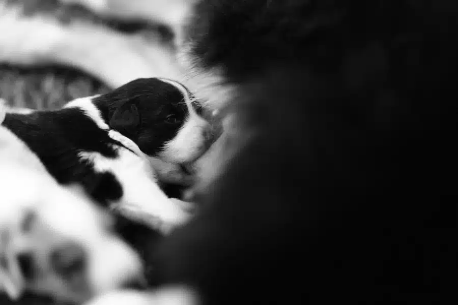 elevage berger australien australien éveil chiot programme socialisation