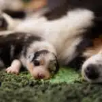 elevage berger australien australien éveil chiot programme socialisation