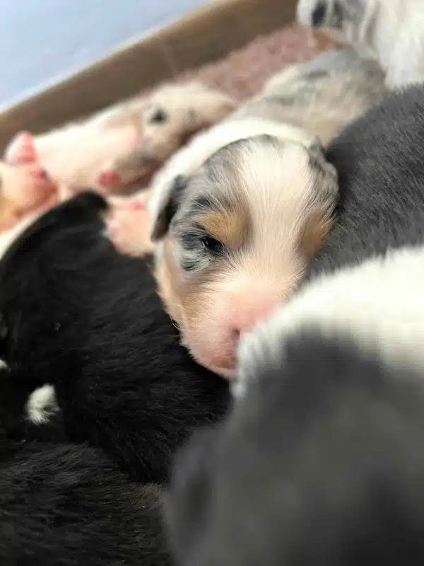 elevage berger australien australien éveil chiot programme socialisation