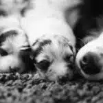 elevage berger australien australien éveil chiot programme socialisation