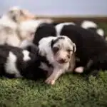 elevage berger australien australien éveil chiot programme socialisation