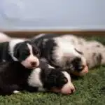 elevage berger australien australien éveil chiot programme socialisation