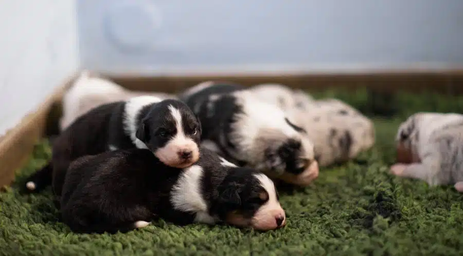 elevage berger australien australien éveil chiot programme socialisation