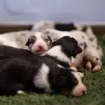 elevage berger australien australien éveil chiot programme socialisation