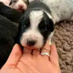 elevage berger australien australien éveil chiot programme socialisation