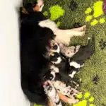 elevage berger australien australien éveil chiot programme socialisation