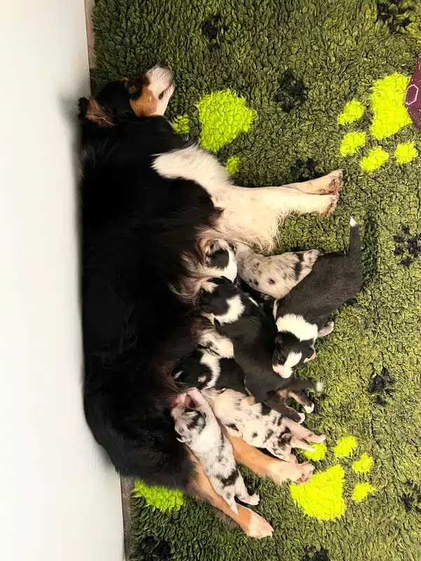 elevage berger australien australien éveil chiot programme socialisation