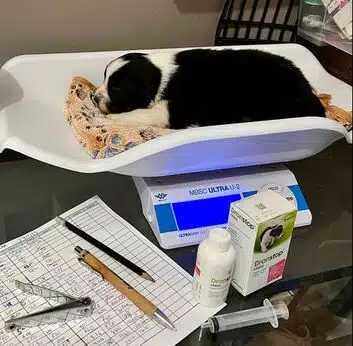 vermifuge chiot