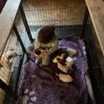 chiot jack russel sociabilisé sociabilisation socialisé socialisation élevage familial