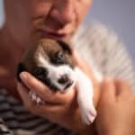 chiot jack russel sociabilisé sociabilisation socialisé socialisation élevage familial