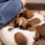 chiot jack russel sociabilisé sociabilisation socialisé socialisation élevage familial