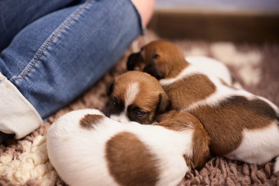 chiot jack russel sociabilisé sociabilisation socialisé socialisation élevage familial