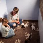 chiot jack russel sociabilisé sociabilisation socialisé socialisation élevage familial