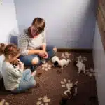 chiot jack russel sociabilisé sociabilisation socialisé socialisation élevage familial