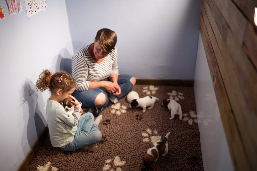 chiot jack russel sociabilisé sociabilisation socialisé socialisation élevage familial