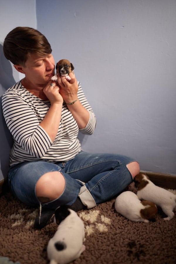 chiot jack russel sociabilisé sociabilisation socialisé socialisation élevage familial