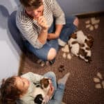 chiot jack russel sociabilisé sociabilisation socialisé socialisation élevage familial