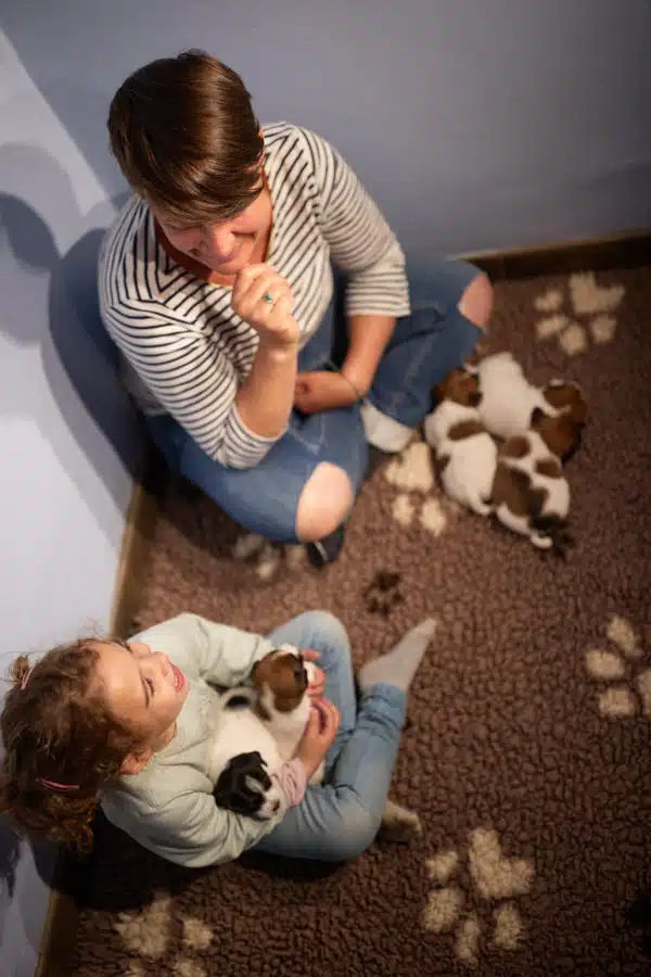 chiot jack russel sociabilisé sociabilisation socialisé socialisation élevage familial