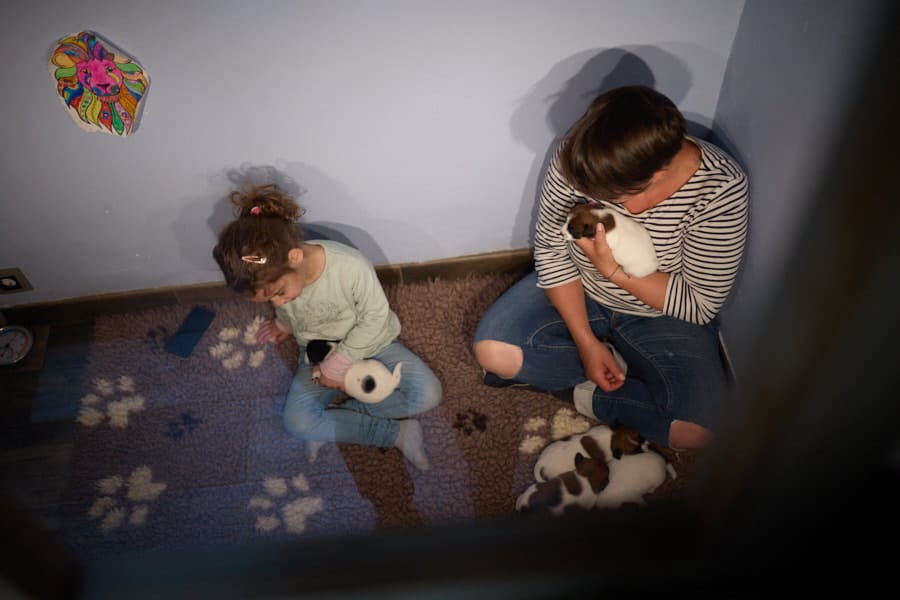 chiot jack russel sociabilisé sociabilisation socialisé socialisation élevage familial