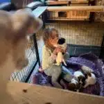 chiot jack russel sociabilisé sociabilisation socialisé socialisation élevage familial