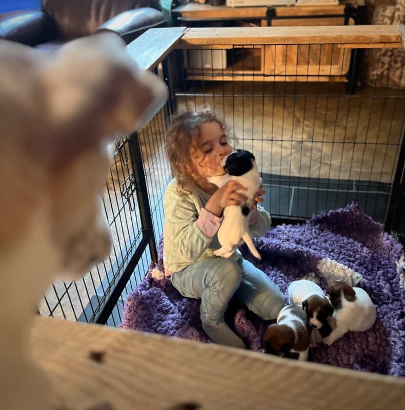 chiot jack russel sociabilisé sociabilisation socialisé socialisation élevage familial