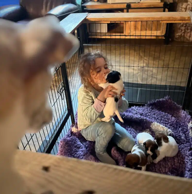 chiot jack russel sociabilisé sociabilisation socialisé socialisation élevage familial