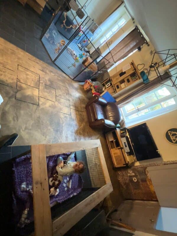 chiot jack russel sociabilisé sociabilisation socialisé socialisation élevage familial