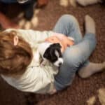 chiot jack russel sociabilisé sociabilisation socialisé socialisation élevage familial