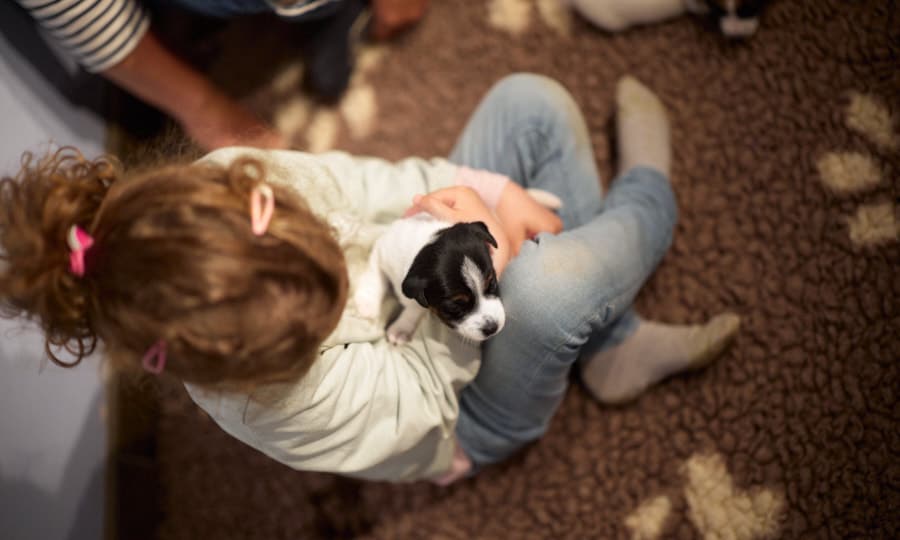 chiot jack russel sociabilisé sociabilisation socialisé socialisation élevage familial