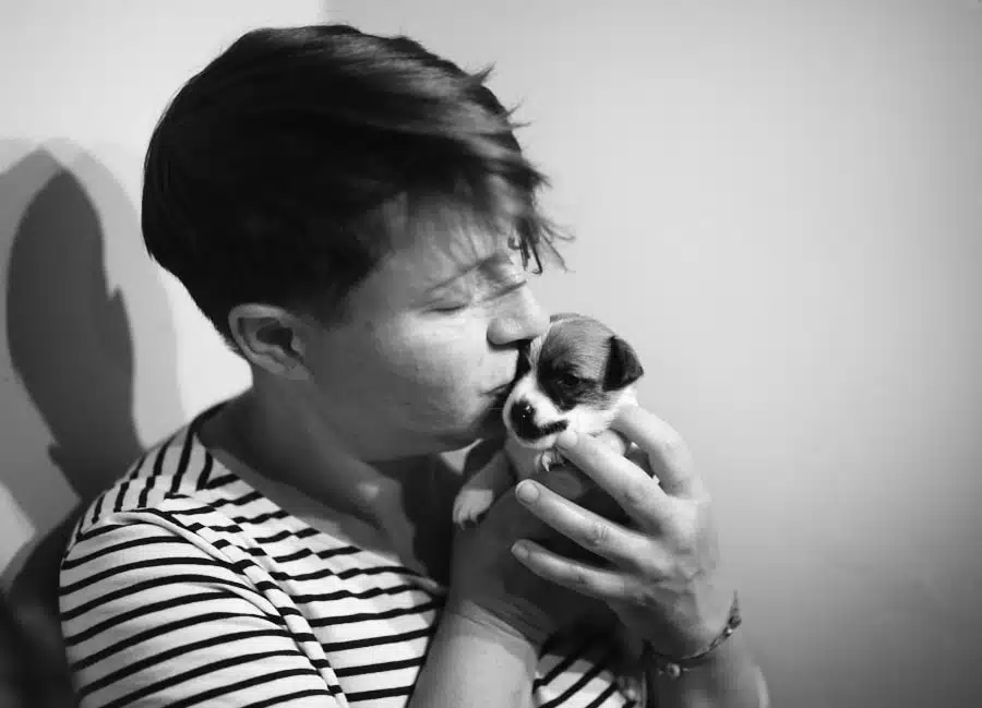 chiot jack russel sociabilisé sociabilisation socialisé socialisation élevage familial