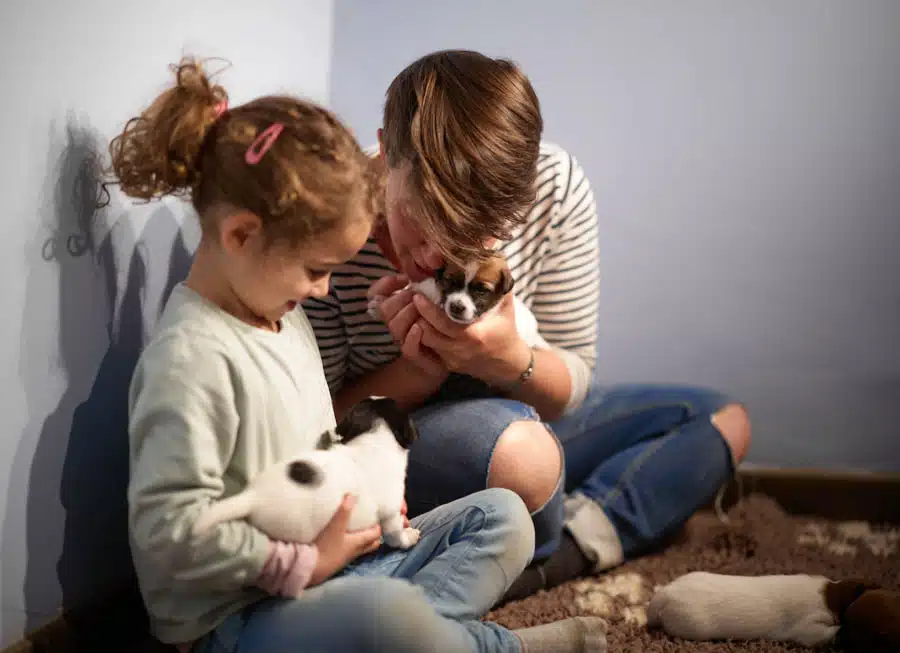 chiot jack russel sociabilisé sociabilisation socialisé socialisation élevage familial