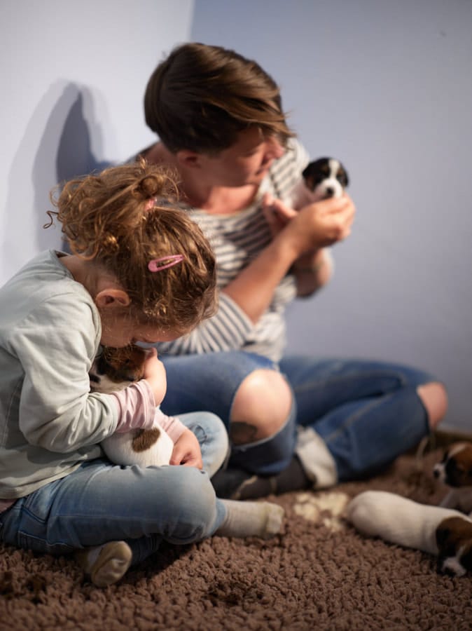 chiot jack russel sociabilisé sociabilisation socialisé socialisation élevage familial