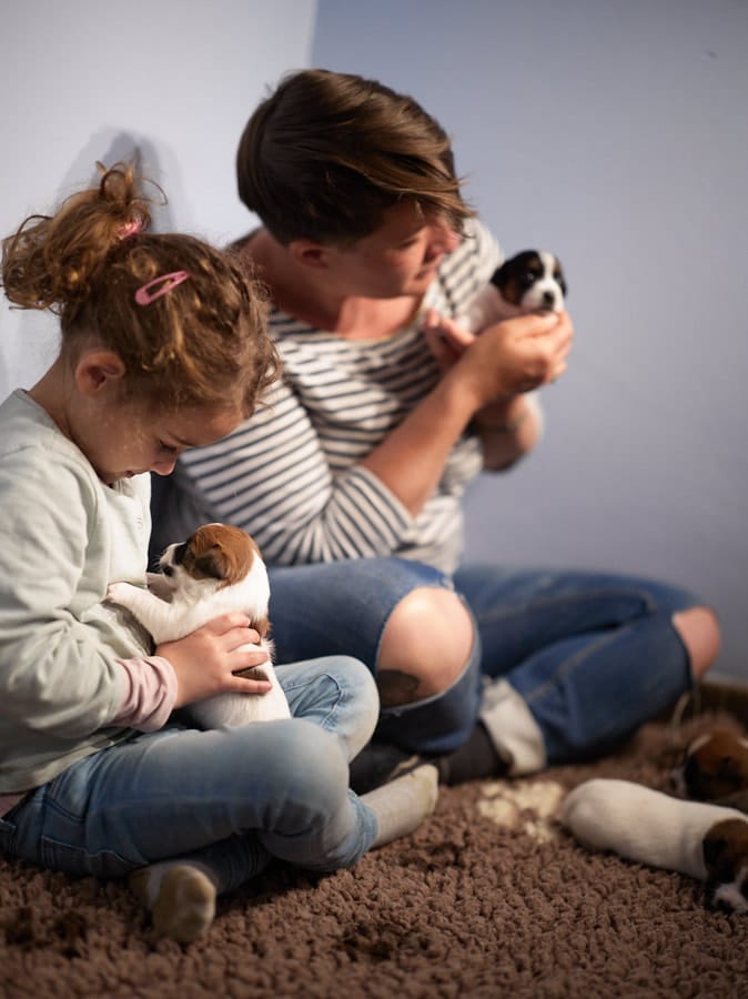 chiot jack russel sociabilisé sociabilisation socialisé socialisation élevage familial